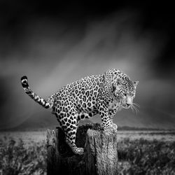 Dramatic black and white image of a leopard on black background