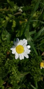 Close-up of white daisy flower