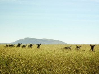 Sheep on field against clear sky