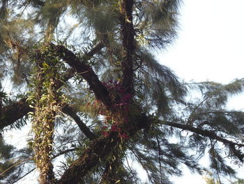 Low angle view of trees against sky