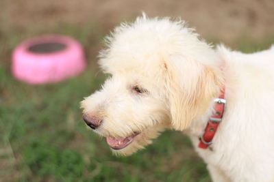 Close-up of dog looking away