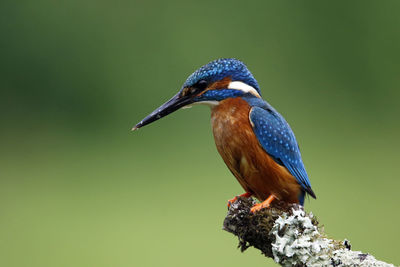 Male kingfisher catching fish from a moss covered perch