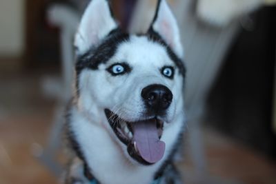 Close-up portrait of dog