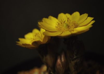 Close-up of flower over black background