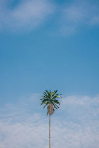 Low angle view of coconut palm tree against sky