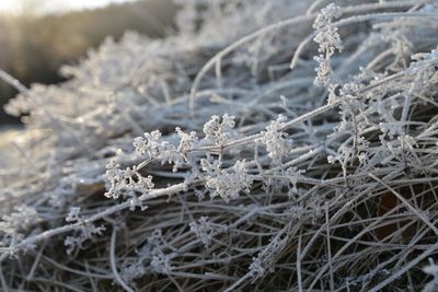 Close-up of frozen tree