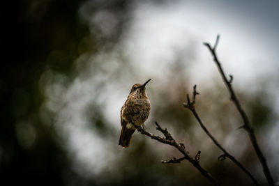 Close-up of bird perching on a branch