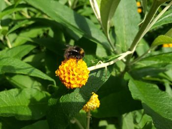 Close-up of insect on flower
