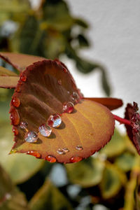 Close-up of water drops on leaves