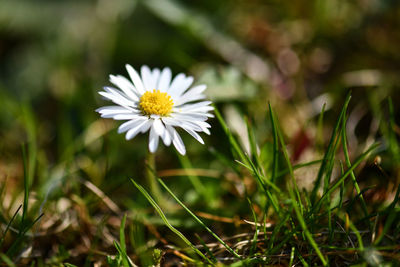 Close-up of white daisy on field