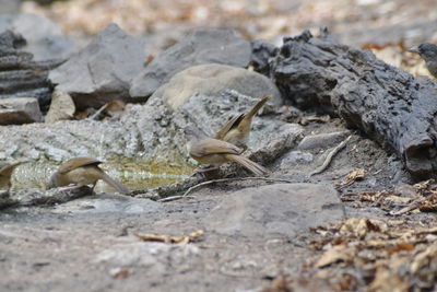 Close-up of lizard on rock