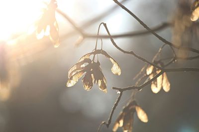 Close-up of plant against sky during sunset