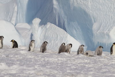 View of birds on snow covered mountain