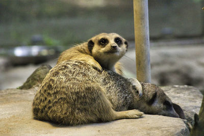 View of an animal sitting on rock