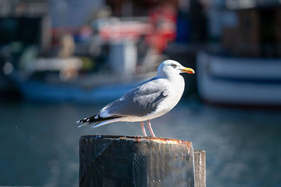 A seagull at the harbor
