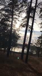 Trees on field in forest against sky