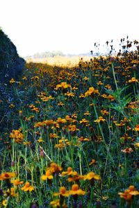 Yellow flowers growing on field against clear sky