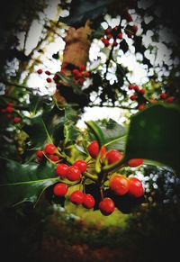 Close-up of cherries growing on tree