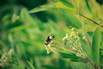 High angle view of bee pollinating on flowers