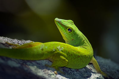 A small green lizard with brown spots on its body on a dark background, runs away looking back.