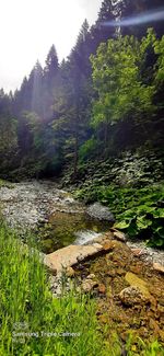 Plants growing by river in forest against sky