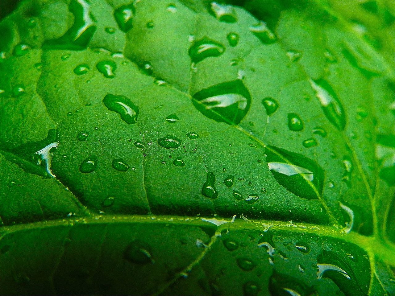 drop, wet, water, green color, leaf, plant part, plant, close-up, rain, growth, nature, freshness, no people, raindrop, backgrounds, beauty in nature, full frame, day, dew, purity, outdoors, rainy season, leaves