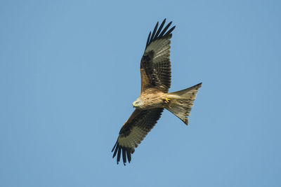 Low angle view of eagle flying against clear blue sky