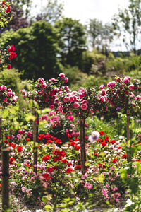 Close-up of pink flowering plants in park