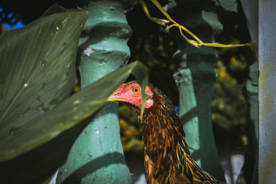 Close-up of a bird