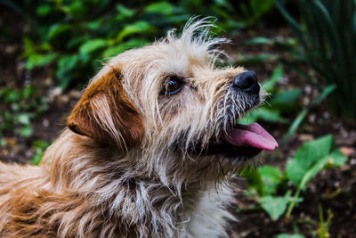 Close-up of dog looking away