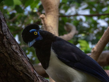 Close-up of bird perching on tree