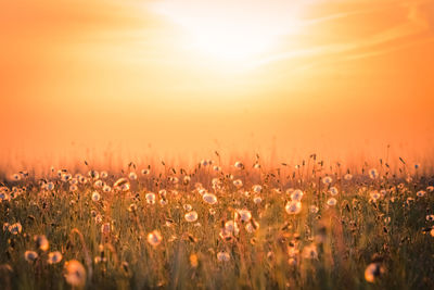 Plants growing on field against sky during sunset