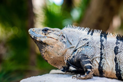 Close up of alert iguana lizard in xcaret ecotourism park