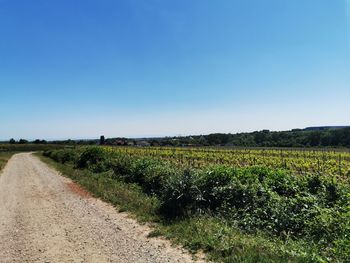 Scenic view of field against clear sky