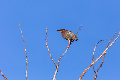 Low angle view of bird perching on plant against clear blue sky