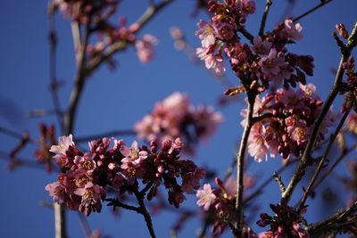 Close-up of pink cherry blossoms in spring