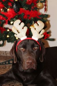 Close-up portrait of a dog