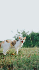 Cat on field against clear sky