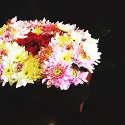 Close-up of pink flowers blooming outdoors