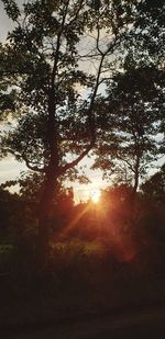 Sunlight streaming through trees in forest at sunset