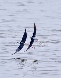 Bird flying over sea