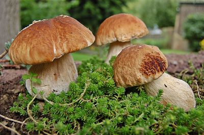 Close-up of mushroom growing outdoors