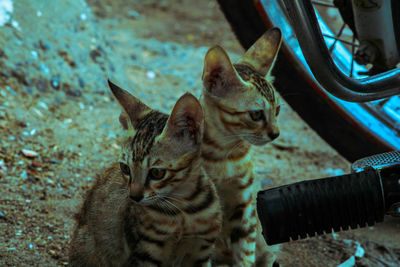 Close-up of a cat looking away