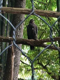 Low angle view of bird perching on a tree