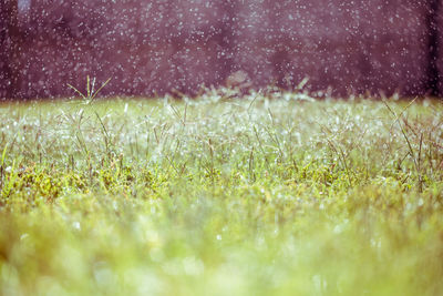 Surface level of wet grass on field