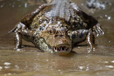 Close-up of crocodile in water