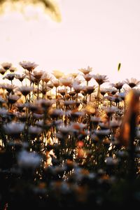 Close-up of fresh plants against sky