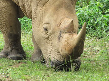 Elephant grazing in a field