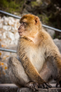 Monkey looking away while sitting outdoors