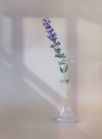 Close-up of purple flowering plant in glass vase